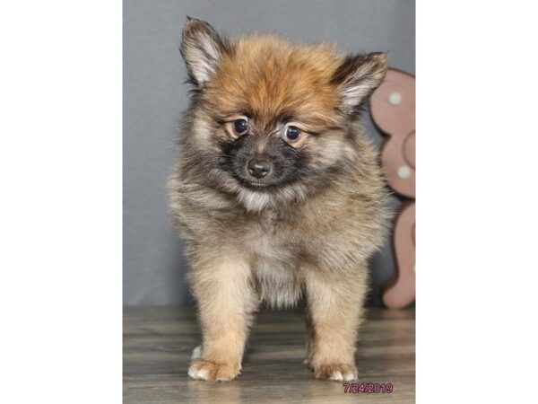 Pomeranian DOG Male Chocolate Sable 5576 Petland Montgomery, Alabama