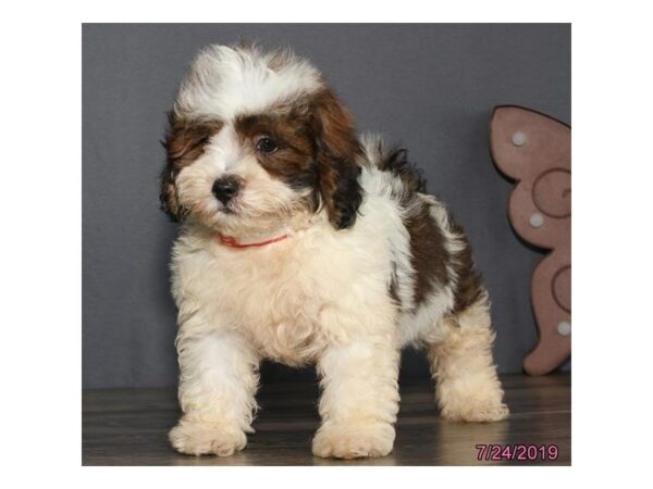 Lhasapoo DOG Male Brown / White 5577 Petland Montgomery, Alabama