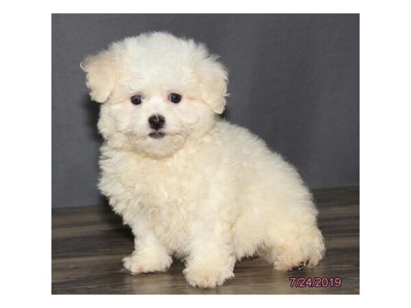 Bichon Frise DOG Female White 5578 Petland Montgomery, Alabama