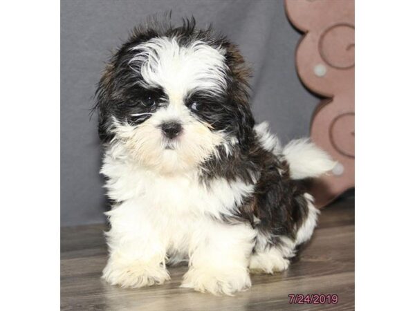 Shih Tzu DOG Female Brindle / White 5579 Petland Montgomery, Alabama