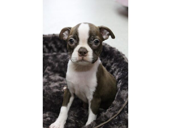 Boston Terrier DOG Female Red / White 5571 Petland Montgomery, Alabama