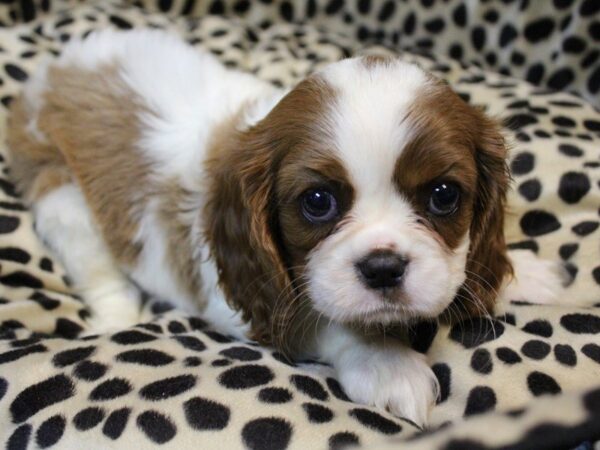 Cavalier King Charles Spaniel-DOG-Female-BLENHEIM-5572-Petland Montgomery, Alabama