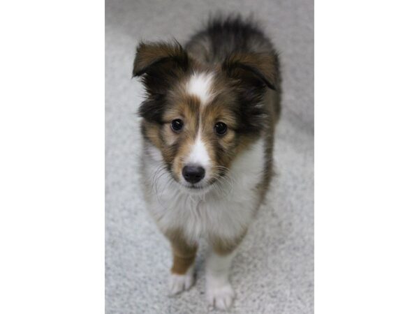 Shetland Sheepdog DOG Female SABLE 5573 Petland Montgomery, Alabama