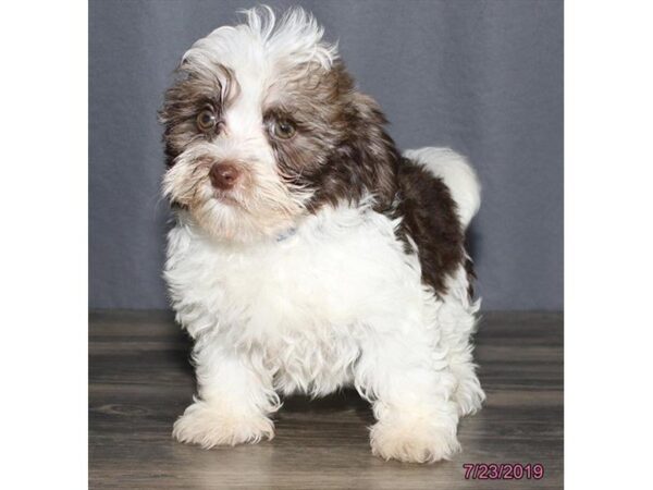Havanese-DOG-Male-Chocolate / White-5586-Petland Montgomery, Alabama
