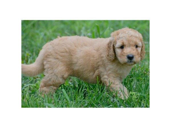 Goldendoodle Mini 2nd Gen-DOG-Female-Red-5590-Petland Montgomery, Alabama