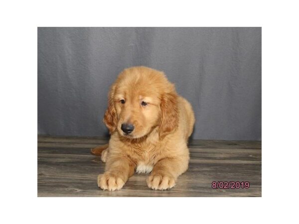 Golden Retriever-DOG-Male-Red-5591-Petland Montgomery, Alabama