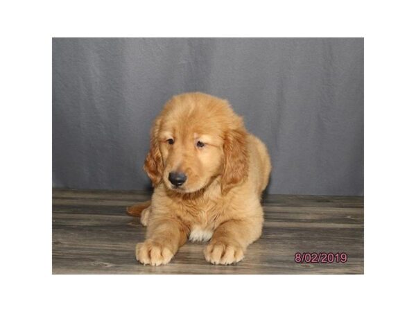 Golden Retriever DOG Male Red 5591 Petland Montgomery, Alabama