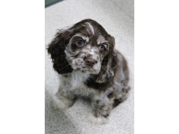 Cocker Spaniel DOG Male choc mrele 5581 Petland Montgomery, Alabama