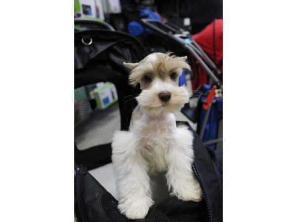 Miniature Schnauzer DOG Female LIVER WHITE 5583 Petland Montgomery, Alabama