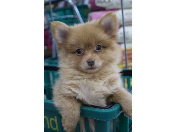 Pomeranian DOG Female Orange Sable 5584 Petland Montgomery, Alabama