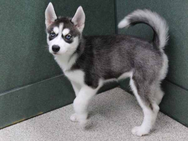 Siberian Husky DOG Female Gray / White 5587 Petland Montgomery, Alabama