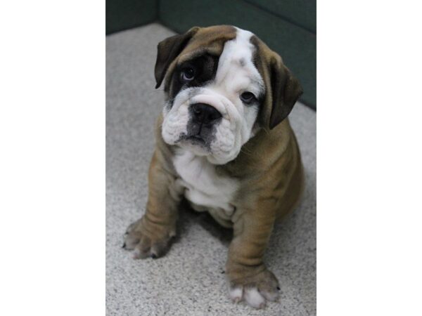 Bulldog DOG Male Red 5585 Petland Montgomery, Alabama