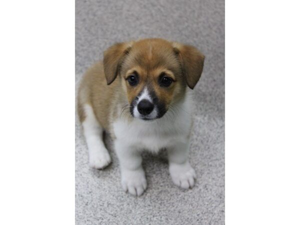 Pembroke Welsh Corgi DOG Female Red / White 5588 Petland Montgomery, Alabama