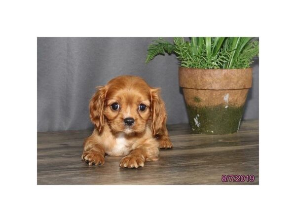 Cavalier King Charles Spaniel DOG Female Ruby 5592 Petland Montgomery, Alabama