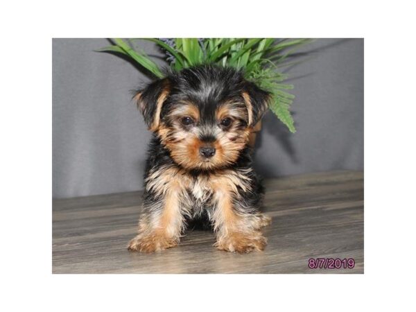 Yorkshire Terrier-DOG-Male-Black / Tan-5594-Petland Montgomery, Alabama