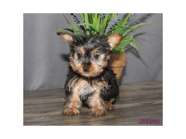 Silky Terrier DOG Female Black / Tan 5595 Petland Montgomery, Alabama