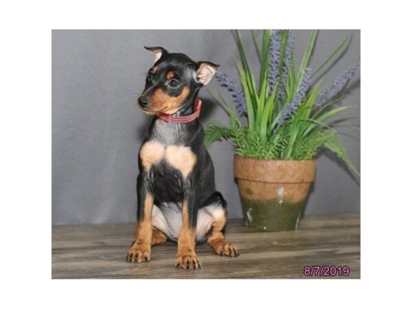 Miniature Pinscher-DOG-Female-Black / Tan-5596-Petland Montgomery, Alabama