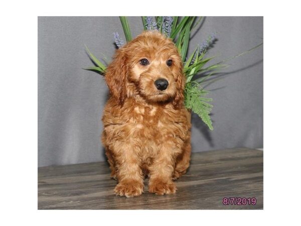 Goldendoodle Mini DOG Male Golden 5597 Petland Montgomery, Alabama