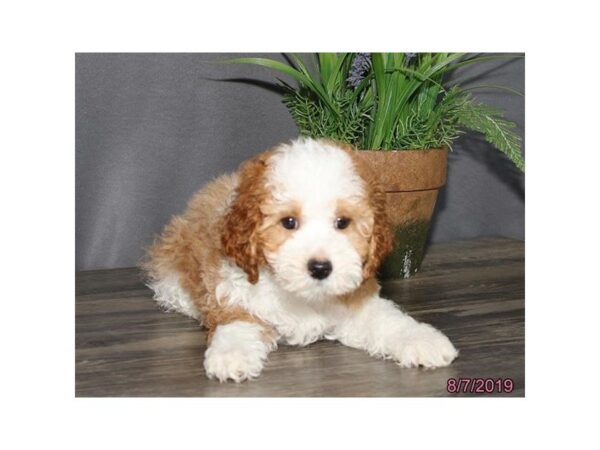 Cavapoo DOG Male Blenheim 5598 Petland Montgomery, Alabama