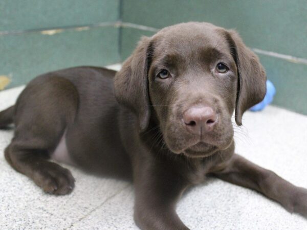 Labrador Retriever-DOG-Female-Chocolate-5599-Petland Montgomery, Alabama