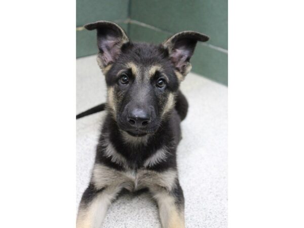 German Shepherd Dog DOG Male Black / Tan 5593 Petland Montgomery, Alabama