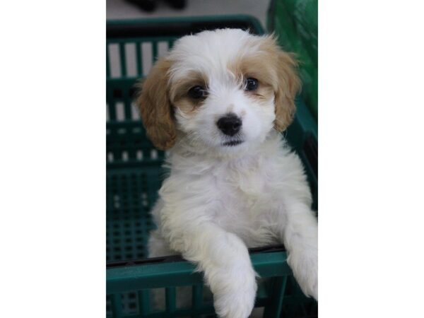 Cavachon DOG Female BLENHEIM 5605 Petland Montgomery, Alabama