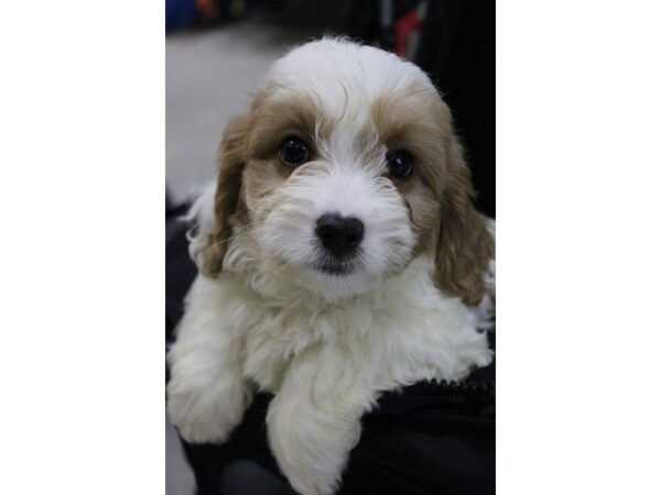 Cava Poo-DOG-Male-red white-5600-Petland Montgomery, Alabama