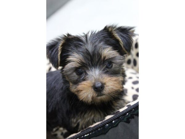 Yorkshire Terrier DOG Male BLK TAN 5602 Petland Montgomery, Alabama