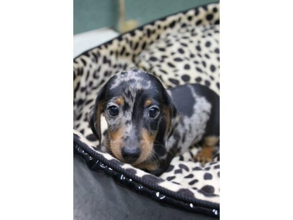 Dachshund DOG Male DAPPLE 5604 Petland Montgomery, Alabama