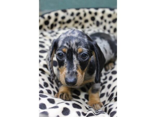 Dachshund DOG Female DAPPLE 5603 Petland Montgomery, Alabama