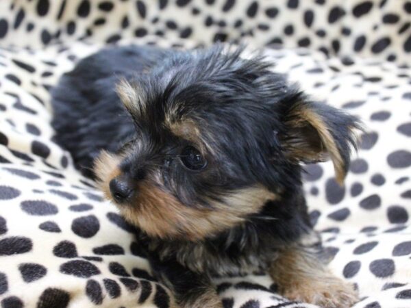 Yorkshire Terrier DOG Female BLK TAN 5601 Petland Montgomery, Alabama