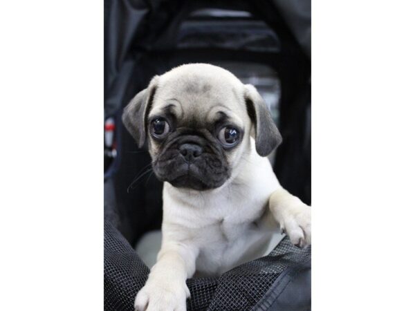 Pug DOG Female FAWN 5606 Petland Montgomery, Alabama