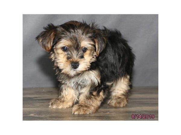 Yorkshire Terrier DOG Female Black / Tan 5608 Petland Montgomery, Alabama