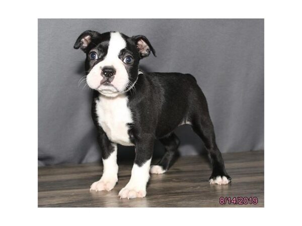 Boston Terrier DOG Female Black / White 5610 Petland Montgomery, Alabama