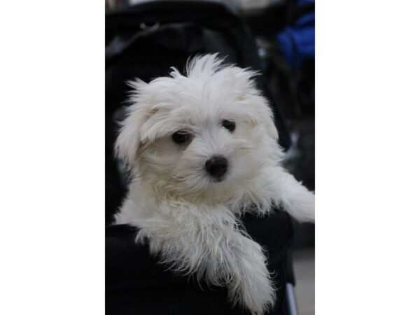 Maltese-DOG-Male-White-5611-Petland Montgomery, Alabama