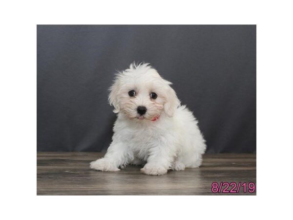 Coton De Tulear DOG Female White 5613 Petland Montgomery, Alabama