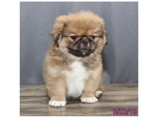 Pekingese-DOG-Male-Sable-5614-Petland Montgomery, Alabama