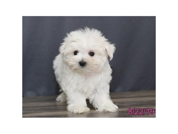 Maltese DOG Female White 5615 Petland Montgomery, Alabama