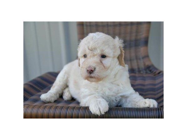 Goldendoodle Mini 2nd Gen DOG Female Apricot 5618 Petland Montgomery, Alabama