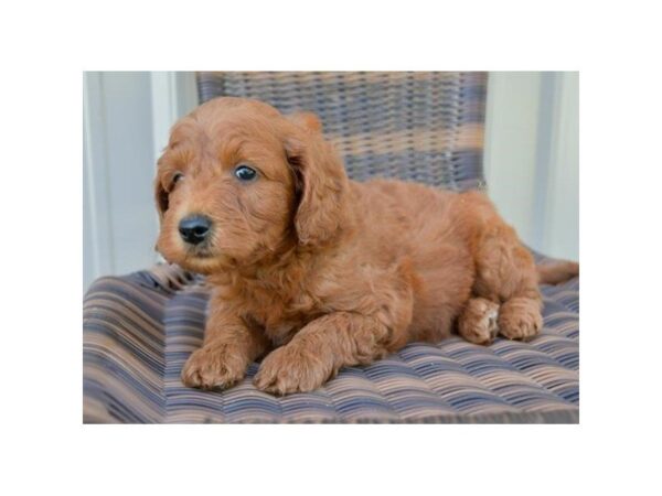 Goldendoodle Mini 2nd Gen DOG Male Red 5619 Petland Montgomery, Alabama