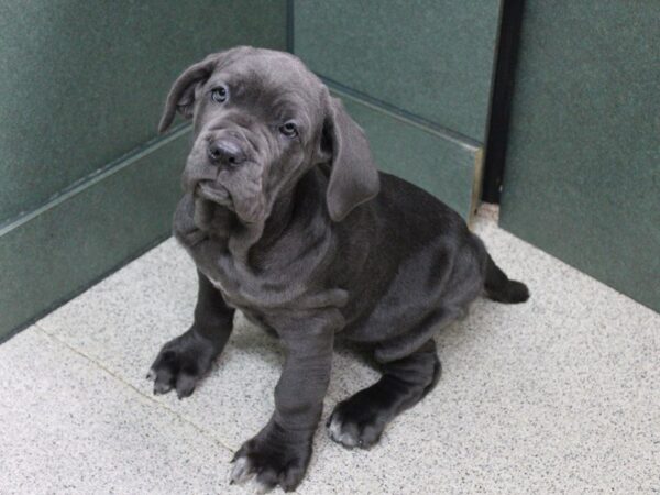 Neapolitan Mastiff DOG Female Blue 5612 Petland Montgomery, Alabama