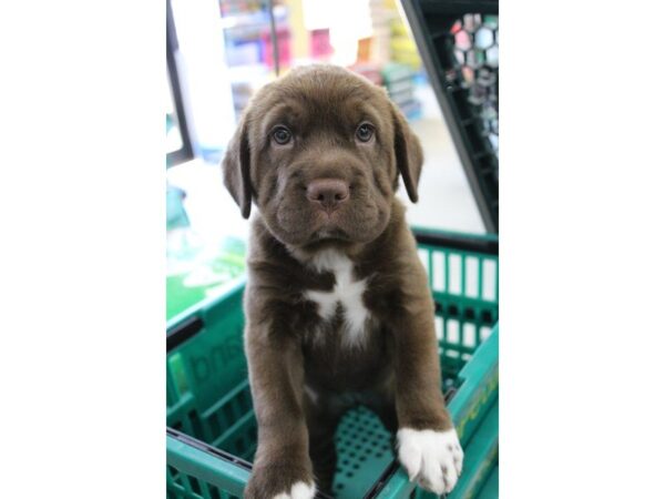 Mini Hippo DOG Female CHOC WHITE 5620 Petland Montgomery, Alabama