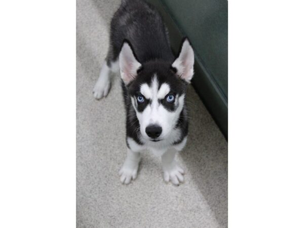 Siberian Husky DOG Male Black / White 5616 Petland Montgomery, Alabama