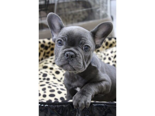 French Bulldog-DOG-Male-Blue-5617-Petland Montgomery, Alabama