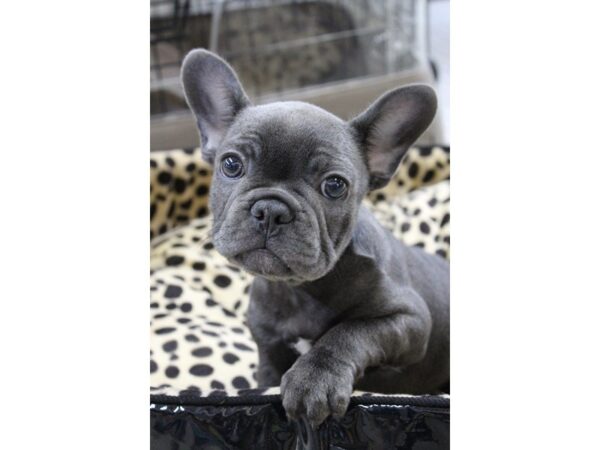 French Bulldog DOG Male Blue 5617 Petland Montgomery, Alabama