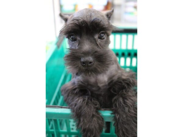 Miniature Schnauzer DOG Female BLACK SILVER 5622 Petland Montgomery, Alabama