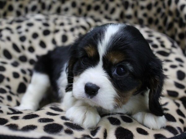 Cavalier King Charles Spaniel DOG Female TRI 5621 Petland Montgomery, Alabama