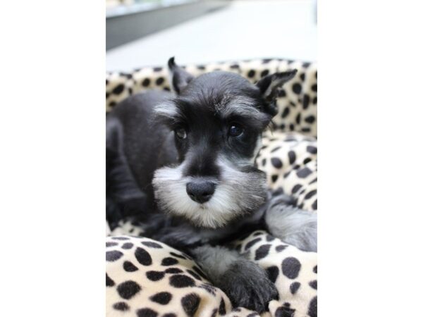 Miniature Schnauzer DOG Female BLK SILVER 5624 Petland Montgomery, Alabama