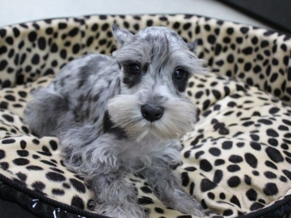 Miniature Schnauzer DOG Male BLUE MERLE 5623 Petland Montgomery, Alabama