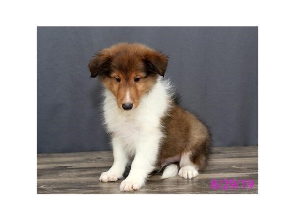 Shetland Sheepdog-DOG-Male-Sable / White-5625-Petland Montgomery, Alabama